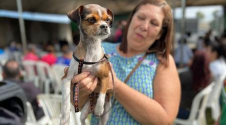 Campanha mensal de castração gratuita do GDF beneficiará 2 Mil Pets