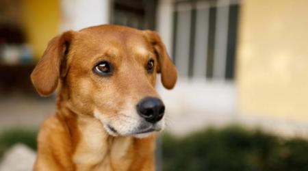 Sema/DF publica portaria com regras do programa de castração de cães e gatos no Distrito Federal