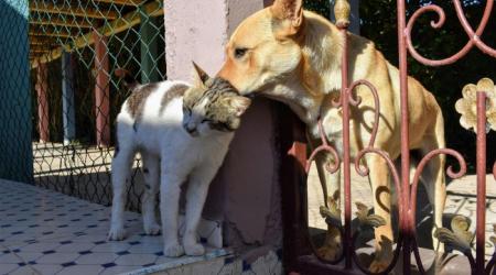 Novas vagas de castração para cães e gatos serão disponibilizadas no Agenda DF