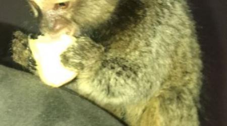 Durante patrulhamento de rotina, polícia encontra maconha, dinheiro, balança e um macaco