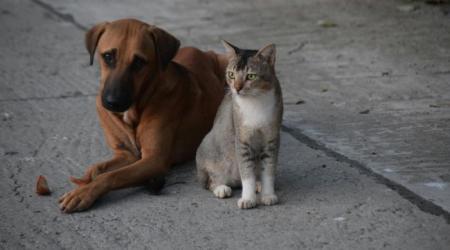 Programa mensal de castração gratuita do GDF beneficiará 720 animais em fevereiro
