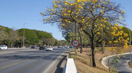 Temporada de floração dos ipês-amarelos colore as ruas do Distrito Federal