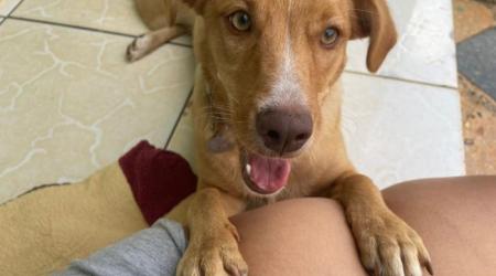 Cadela desaparece após ser levada para banho em Pet Shop na Qd. 55 do Setor Central do Gama