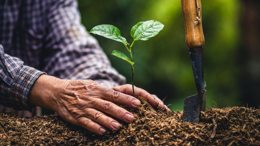 A iniciativa surgiu a partir de uma parceria entre a Secretaria do Meio Ambiente  e Proteção Animal (Sema) e o Movimento Regenerativo Tempo de Plantar 