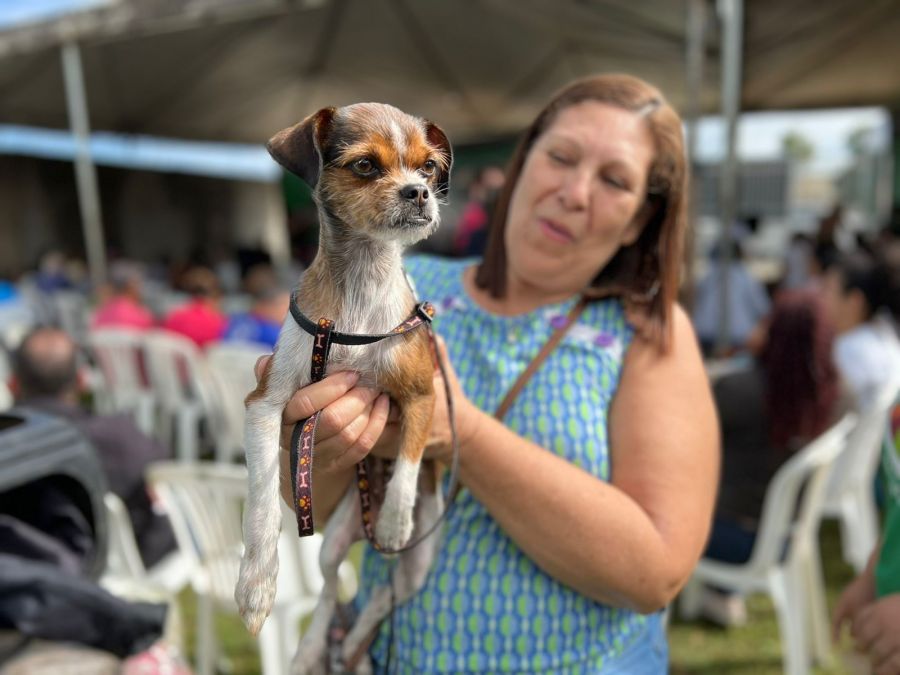 Com objetivo de controlar a população animal e promover saúde pública, Secretaria do Meio Ambiente e Proteção Animal abre agendamento para castração de cães e gatos
