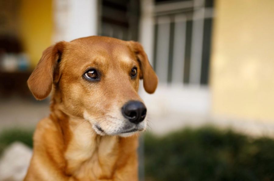 Secretaria estabelece diretrizes e amplia acesso à castração, beneficiando públicos diversos, como protetores individuais e entidades públicas e privadas